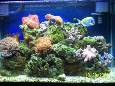 THIS IS MY 20 GAL.I HAVE 1-G.S. MAROON,1-POWDER BLUE SURGEON,1-BICOLOR ANGEL,1-BANDED CORAL SHRIMP,20-SNAILS,2-BUMBLE BEE HERMITS
