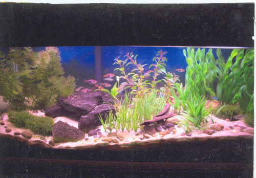 This is my 20 gallon long about 5 years ago. I tried using sand at this time. Didn't work to good for me. I kept getting BGA real bad so I redid it. T