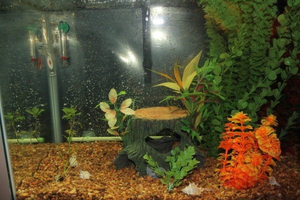 This is my 20g with 9-Glowlight Tetras, 2-Peppered Cory and 1-Green Cory. I was going to keep them all the same, but the green seemed like a rescue fr