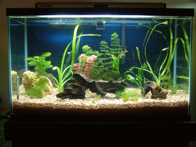 This is my 29 gallon tank, currently home to four Pearl Danios and a South American Puffer.  Plants include onion plants, lace java fern, green cabomb