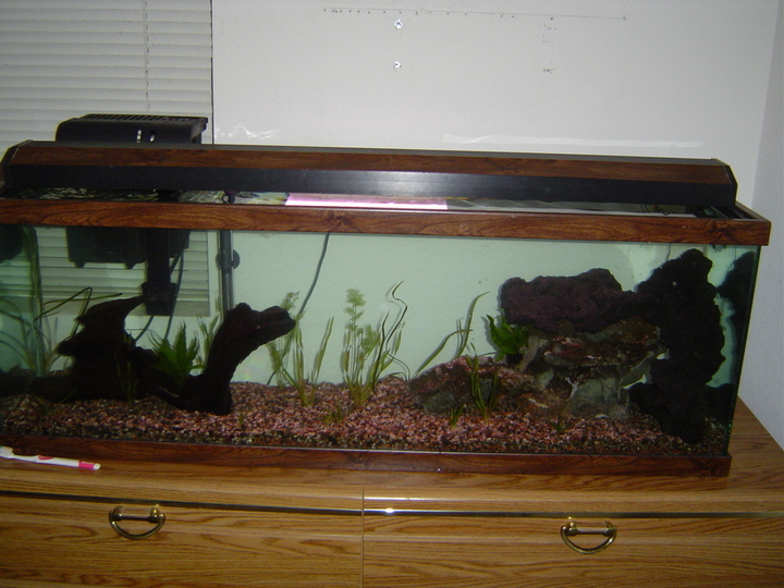 This is my 40 Gallon Tank, which I am cycling right now, currently no fish.
