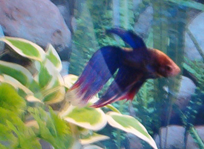 This is my crazy betta
