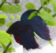 This is my first betta. He lived to be almost two years old. He was a sweetie and he is missed. 

RIP 11-27-03