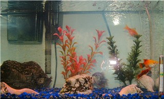 This is my first fish community.  We inherited this tank of fish from the previous owners of the house.