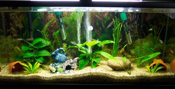 This is my first time with a Planted tank, so I am very proud of what I've done so far with my Ram tank.