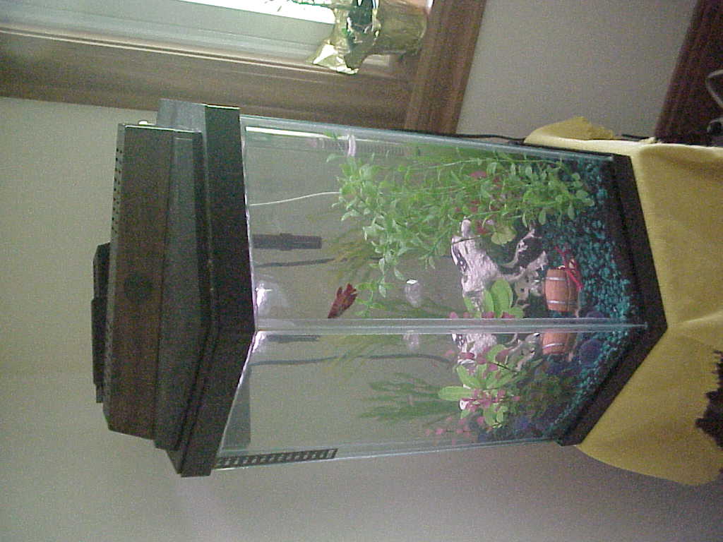 This is my FW 12 gal. hex tank. It has 5 zebra danios, 2 female bettas and about 6-7 feeder guppies