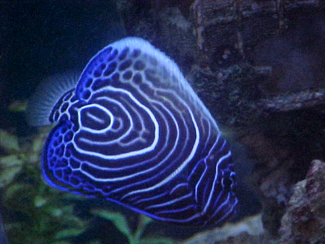 this is my juvi emperor he is captain of the ship in my tank is also my favorite