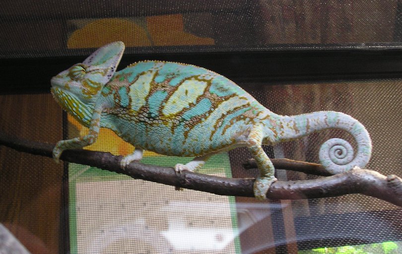 This is my male veiled chameleon.  I raised him from an egg :)  He's my baby.
