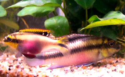 This is my new pair of Kribensis.  Hopefully I will be getting a spawning soon.