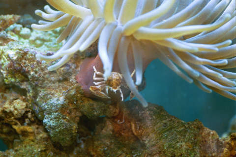 This is my Pink Tip Haitian, although the only pink he has is his foot.  Saddled up, you'll see Homer, the Porcelain crab.