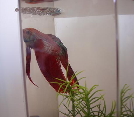 This is my third betta, Jack, making a bubble nest.