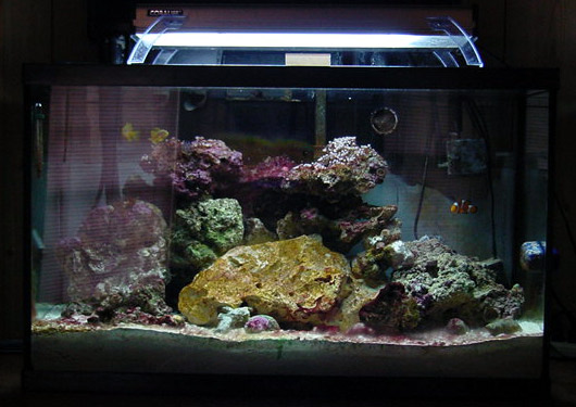 This is not a very old tank, it was trnasferred from my old 15 gallon tank