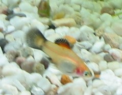 This is of my Platys, a young male.