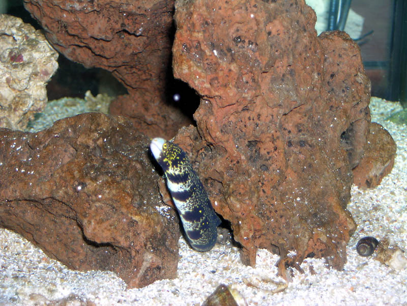 This is one active eel. Constantly roaming from one side of the tank to the other.