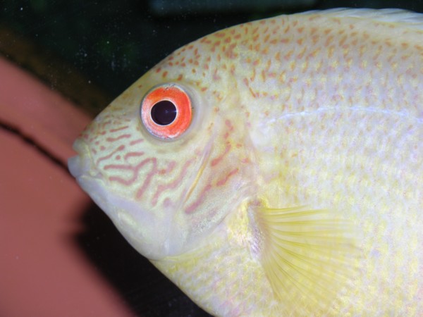 This is one of my favorite fish, my gold severum from my 55 gallon tank. It is about 7 inches now.