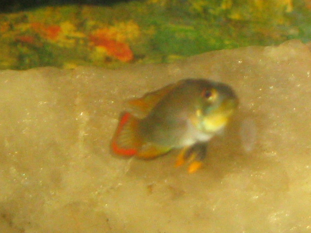 This is one of my new additions, probably a juvenile panduro, about 1" long.