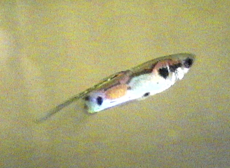 this is one of the little guppy males I inherited,not a good photo but it is my first attempt