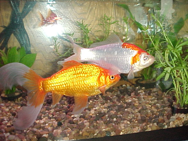 This is Ruff and Tuff, our 7 year old goldfish who were purchased as feeders for our sons' pet turtle.  They lived, the turtle didn't, hence their nam