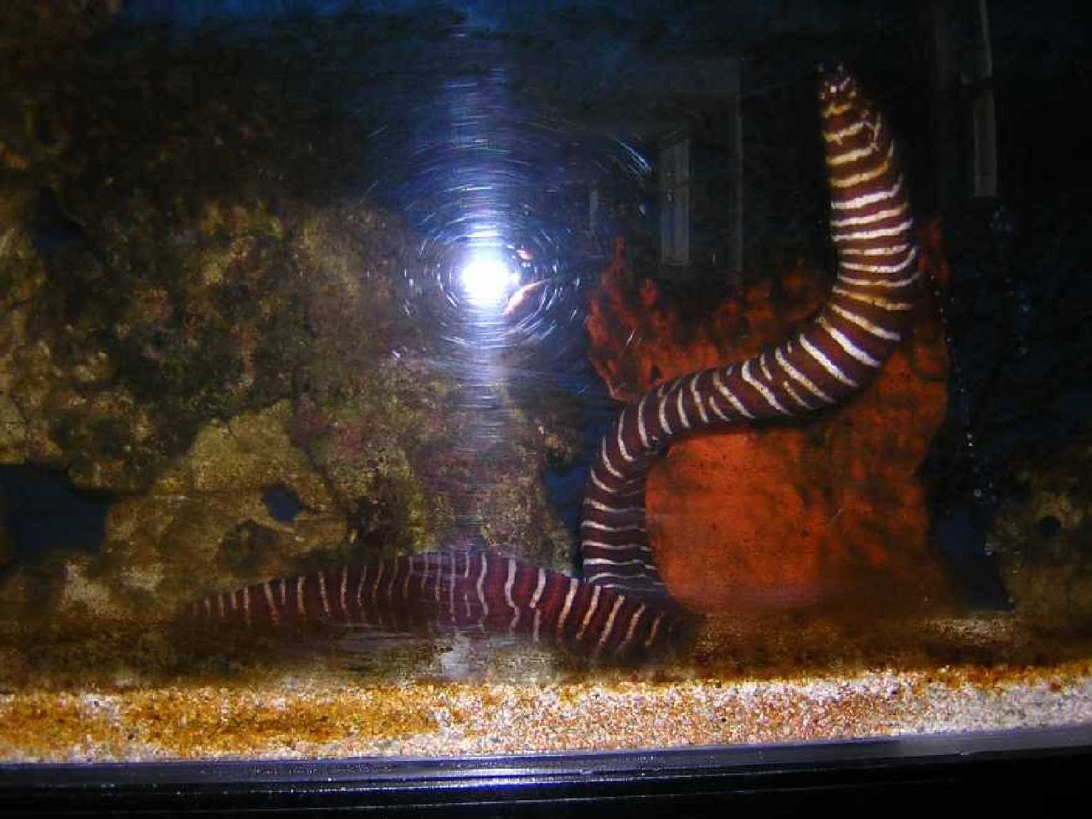 This is the large Eel from the abandoned aquarium.  Any ideas what kind it is?