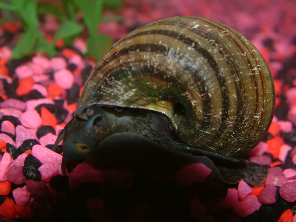 This is the larger of my two snails. The other one is a little photo shy still.