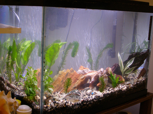 This is the quarter side view of the tank. Since its against the wall and have a shelf on the other side, I cant do a complete side.. again, day one.