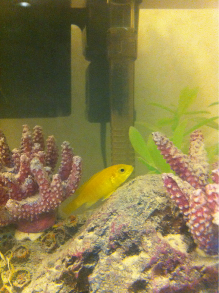 This one in the beginning had black on his fins and strips on his sides now he's just yellow