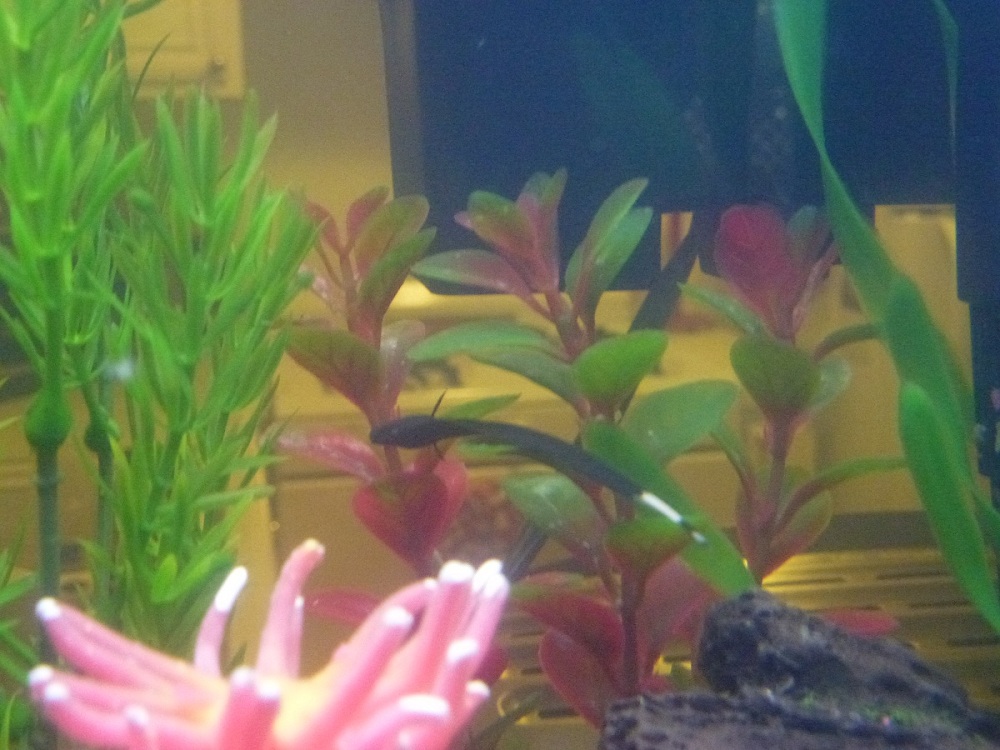 This pic shows Shadow taking a nap on a plant. Unfortunately I lost him during a Ammonia Peak (lfs sold me too many fish to soon, was a rookie) ... RI