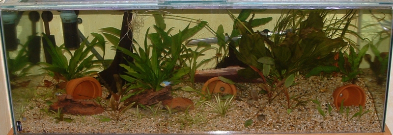 This tank now has Apistogramma cacatuoides, Corydoras Julii, Otos, Bristle Nose and Blue Rams.