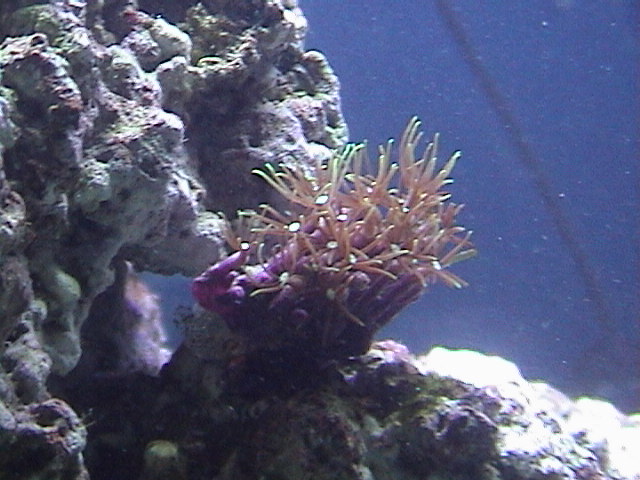 this was a freebie from the LFS a small piece of metalic star polups.