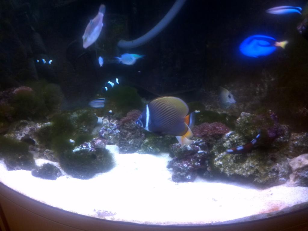 This was my tank before I lost the lot to white spot.