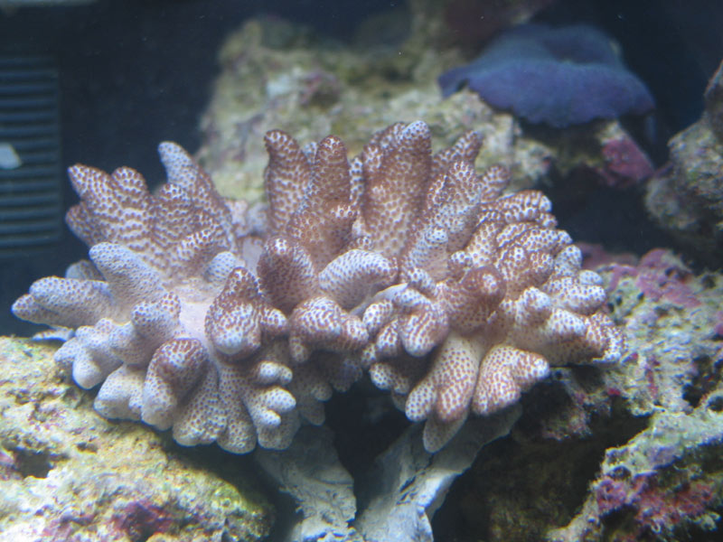 This was taken just after it was placed in the tank.  It is now covered with brown polyps