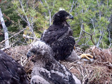 Three Eaglets in thier nest just after getting thier Tags. 
Its nice to see three Eaglets.