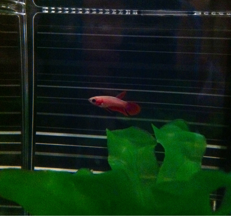 Three weeks in, his/her color is a lot more red than the white it was when we first bought!