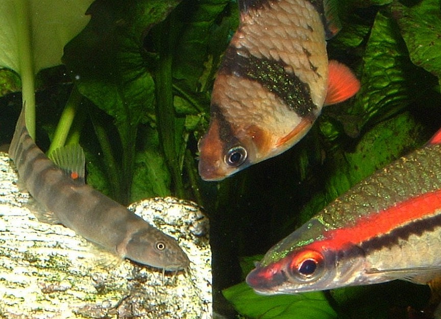 Tiger, Torpedo and Sand Loach