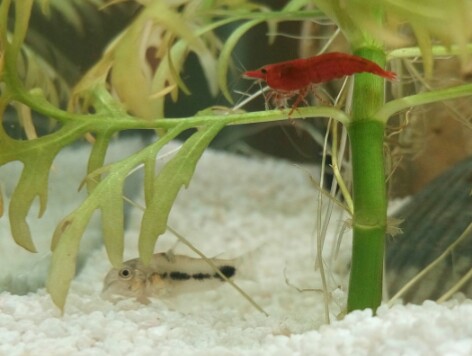Tiny shrimp, Tiny fish!