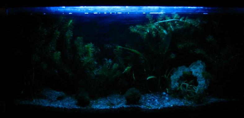 Too bright IMO.  I prefer blue LEDs, which for some reason camera can't pick up.  Noctournal fish seem more natural under LED...