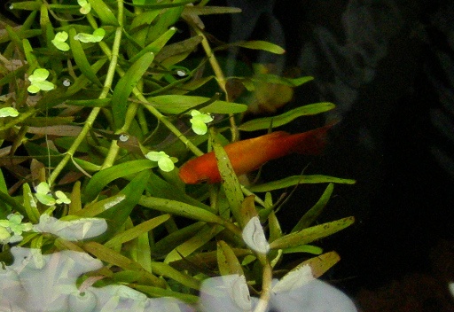 Top down shot of a dwarf platy browsing in a mess of floating Rotala.
