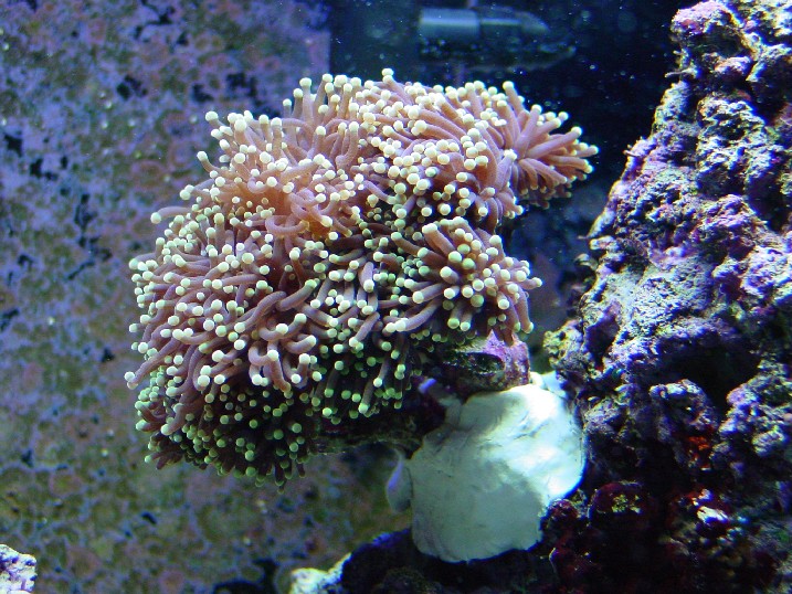 Torch Coral, Euphyllia glabrescens