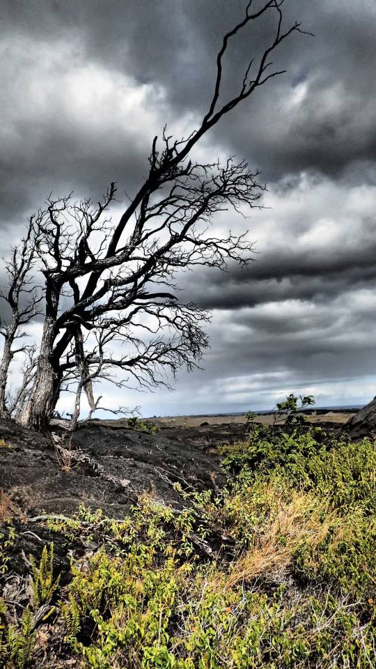 Tree in the lava fields