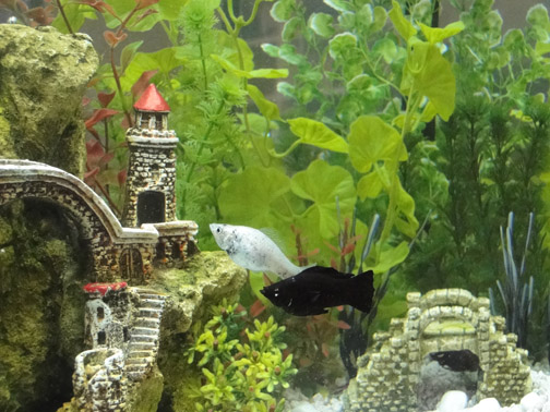 Two of my four adult mollies - Blanche (silver) and Guy Noir (black).