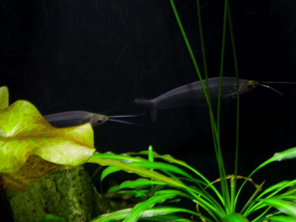 Two of my new glass catfish.
01 14 2013 06