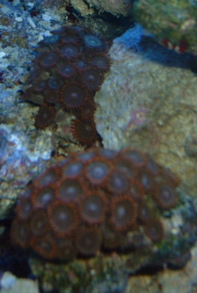 Two small frags of Polyps