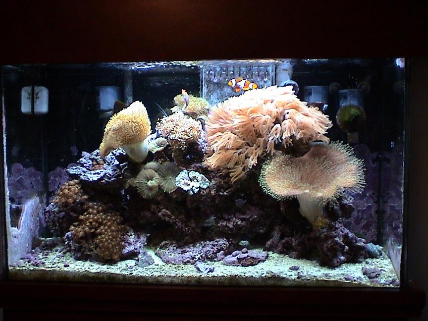 Updated pic (Nov 07) of my SW tank