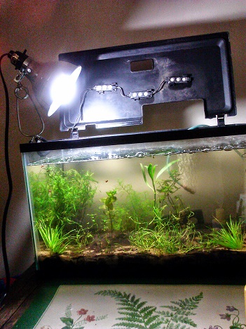 Using a Clamp-on lamp for 10 gallon tank and 60w spiral bright white bulb.