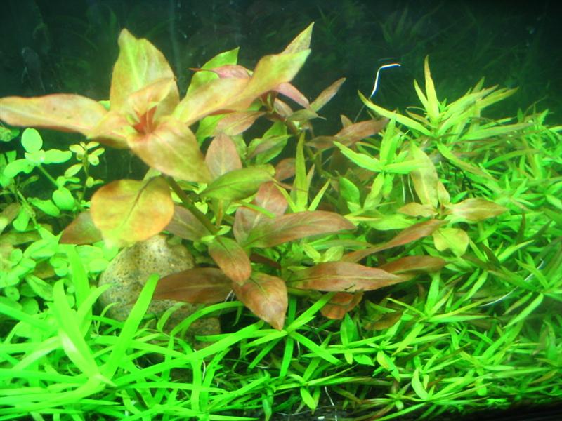 Variant of the popular L. repens that's easier to get red at the top of the leaf.  Full grown leaves are significantly larger than L. repens.  Gallery