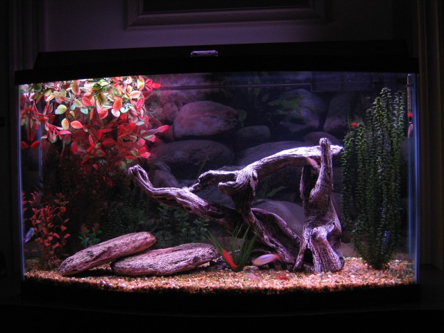 view from of the front of my tank
