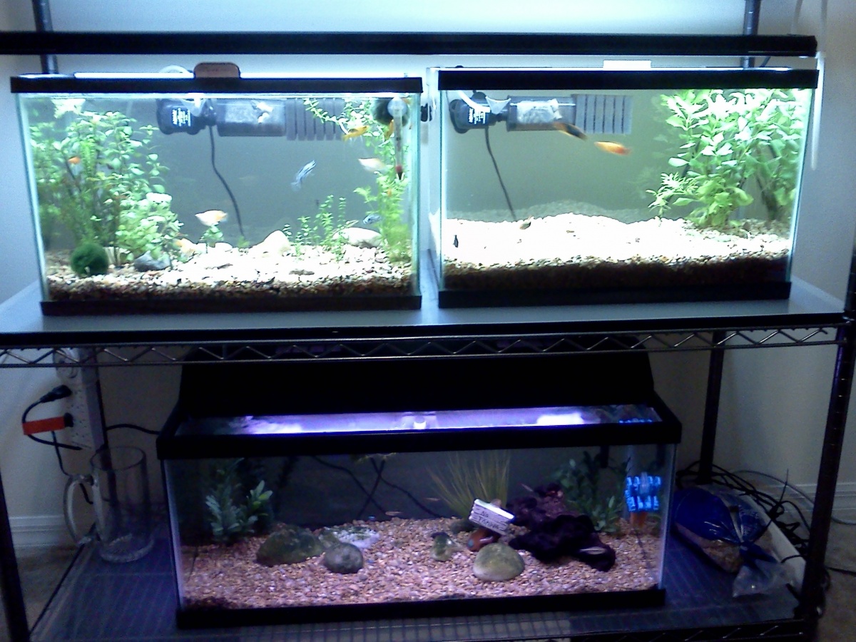 Wall unit... 2 10gals under Dual T5 2x28 6700K (just got it height may need adjusting). 1 10gal = Molly tank with R. Ludwigia, Bacop Monnieri, Bacop C