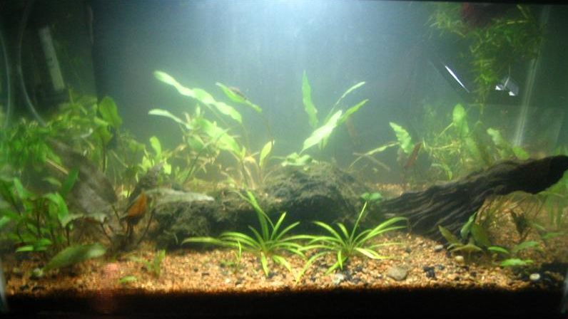 Was a Walstad tank with ambient sunlight.  Now mostly Crypts I pull up too often to try them emersed.  Still gets ambient sunlight, but the background