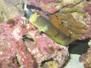 Watchman Goby he is long gone was a guy Goby but had to get rid of him was to big... So I gave the LFS a Nice Donation....