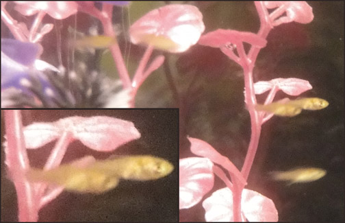 Well, this was unexpected. I came home to find eleven baby mollies in the tank. We'd only had the two new mollies for a week, so I don't know which is